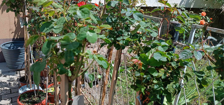 IL-Cvetna-nedelja Veliko sniženje cveća i ukrasnih biljki u apoteci ''Lisa Produkt''