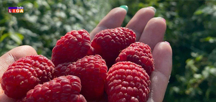 IL-Malina-Ivanjica-Jakovljevic- Malinari pred teškom odlukom: Seći zasade ili se nadati boljoj ceni? (VIDEO)