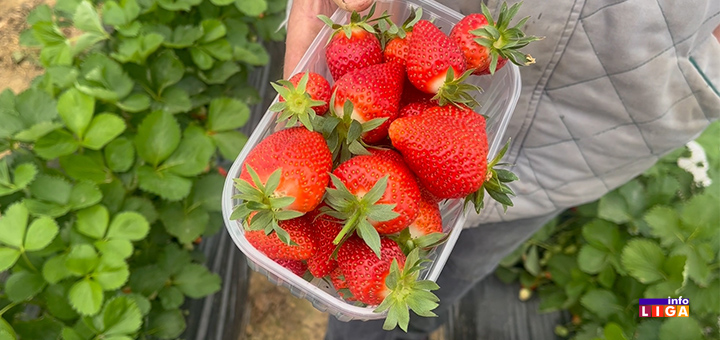 il-jagode Kraljice jagoda Kleri i Džoli dominiraju dragačevskim krajem (VIDEO)