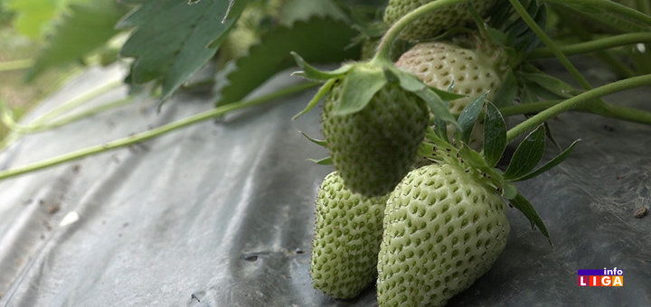 il-jagode1 Rti mirišu na jagode: Prvi plodovi već na tezgama, cene iste kao lani (VIDEO)