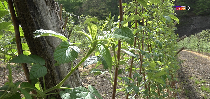 il-maline-1 Sneg i mraz uništili voće - poljoprivrednici očajni (VIDEO)