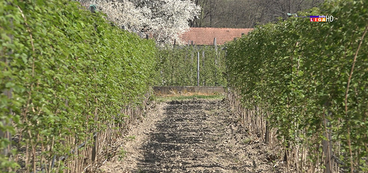 il-maline Malinari traže minimalno 350 dinara za kilogram ili neće biti radnika u njivama (VIDEO)