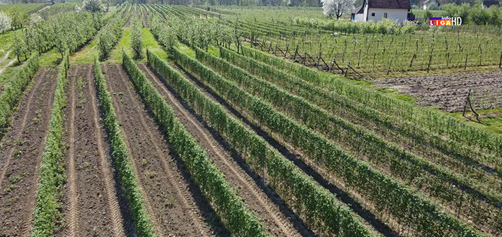 il-maline1 Malinari traže minimalno 350 dinara za kilogram ili neće biti radnika u njivama (VIDEO)