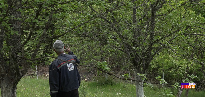 il-voce Sneg i mraz uništili voće - poljoprivrednici očajni (VIDEO)