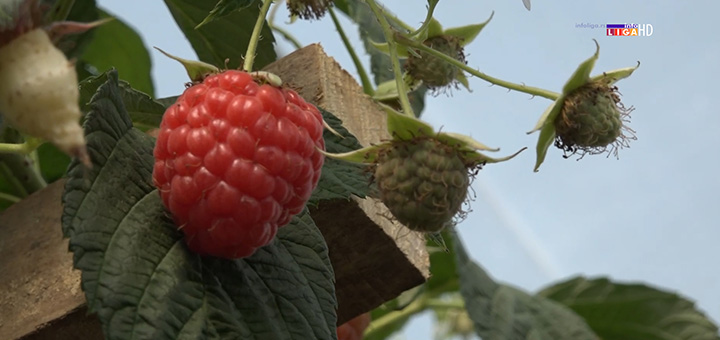 il-malina Malinari na mukama - Cena neizvesna, a radnika nema (VIDEO)