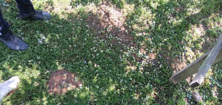 IL-Nevreme-Ivanjica-3 Nevreme koje je zahvatilo deo ivanjičke opštine opustošilo zasade malina, šljiva, krompira...