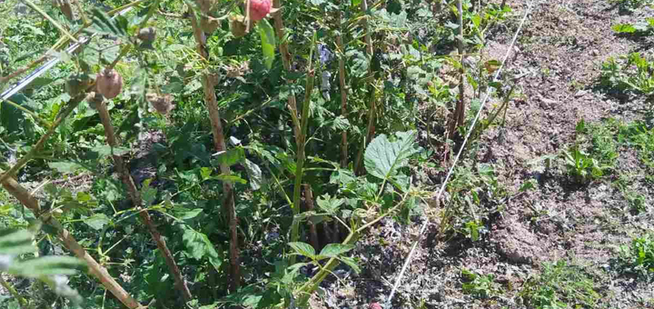 IL-Nevreme-Ivanjica-4 Nevreme koje je zahvatilo deo ivanjičke opštine opustošilo zasade malina, šljiva, krompira...