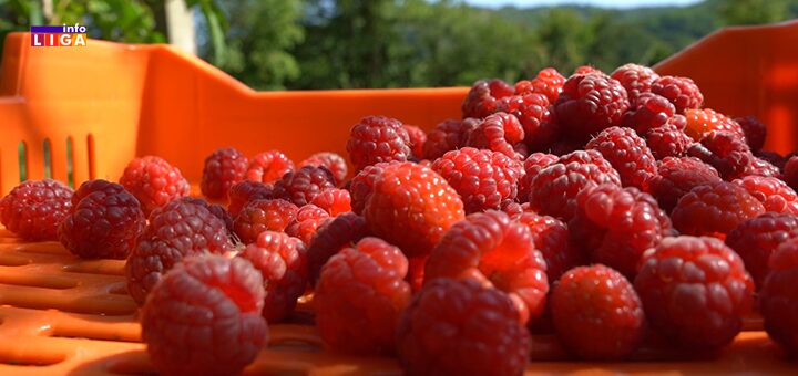 IL-malina-cena-250-dianra Voćari iz Ivanjice traže hitne mere: „Zaštitite malinarstvo pre nego što bude kasno“