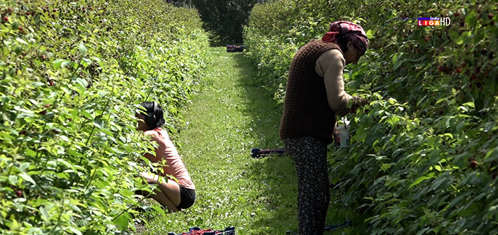 il-maline Svi nezadovoljni: Niska otkupna cena malina razočarala proizvođače ali i radnike (VIDEO)