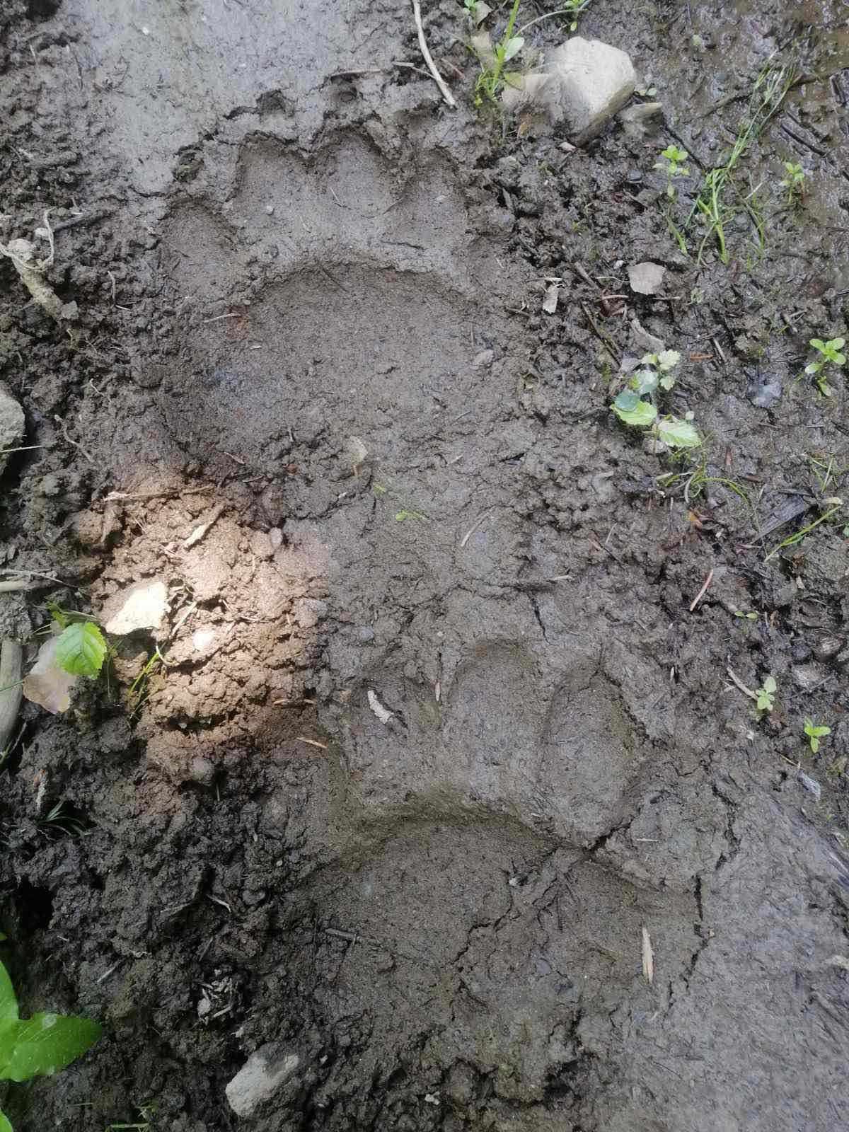 medo-11 Meštani preplašeni jer im se medvedi šetaju pored prozora