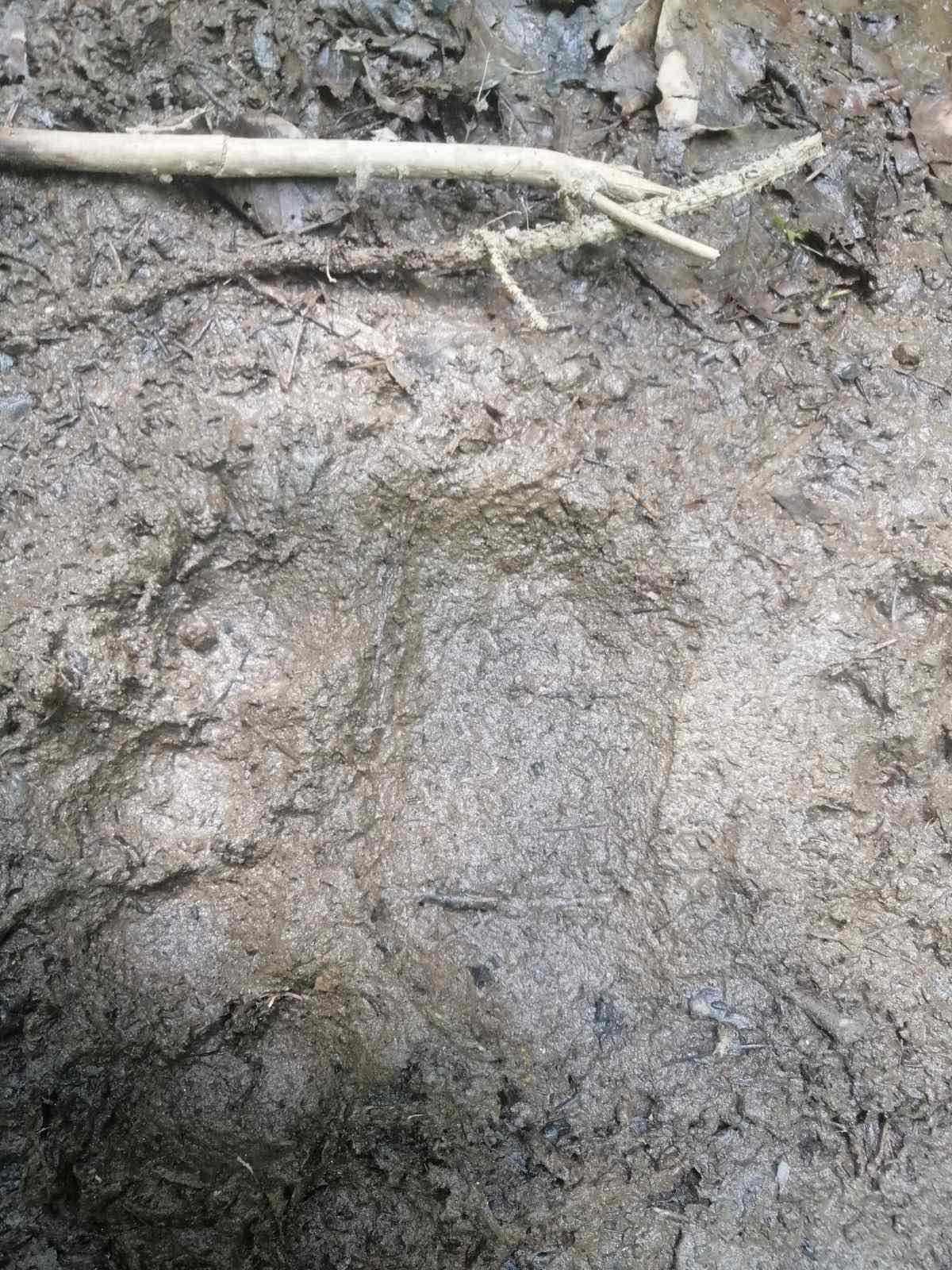 medo-2 Meštani preplašeni jer im se medvedi šetaju pored prozora