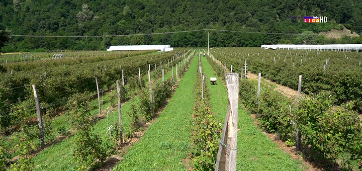 il-maline1 Berba malina pri kraju, a cena neizvesna (VIDEO)