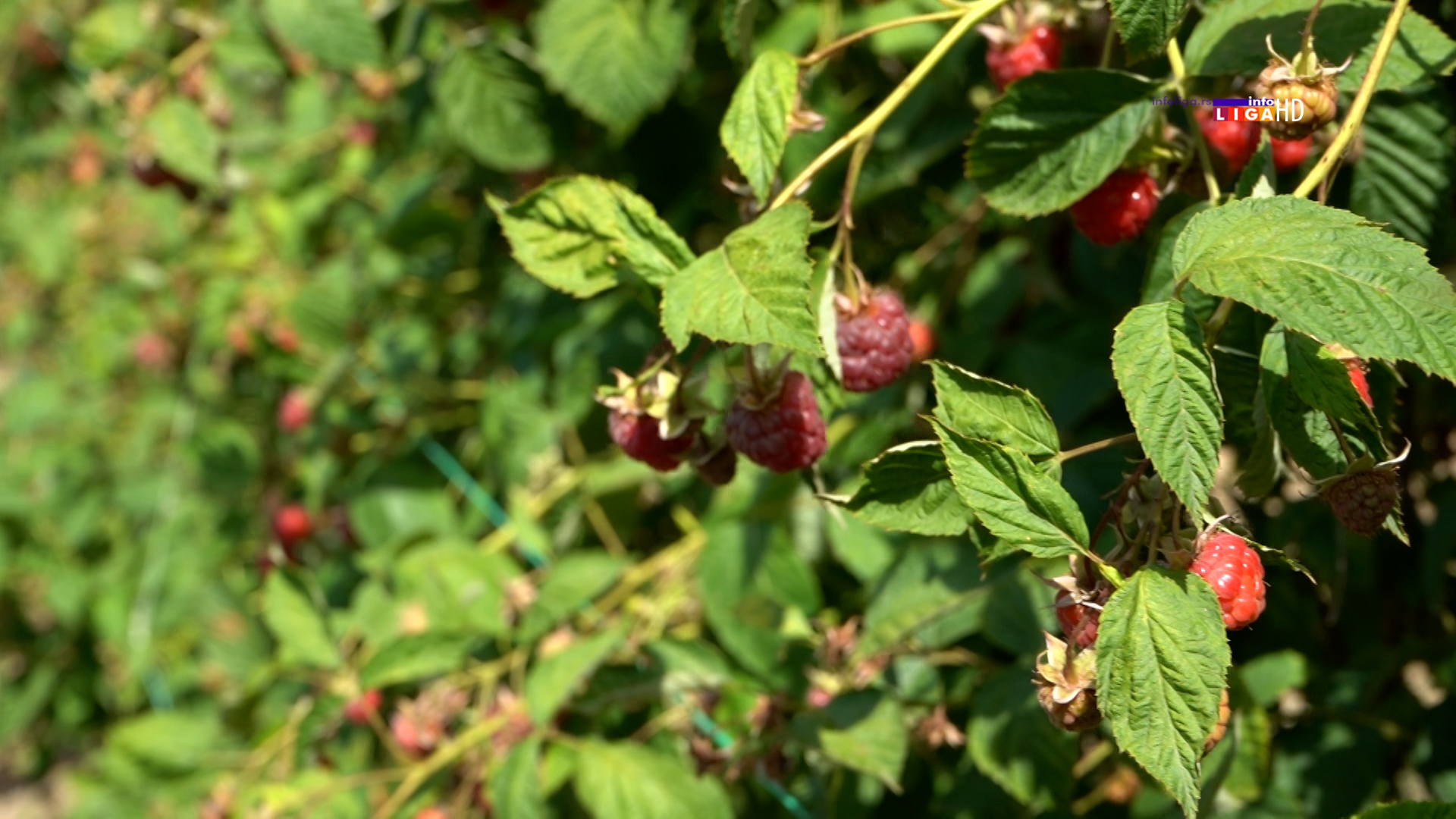 maline1 Berba malina pri kraju, a cena neizvesna (VIDEO)