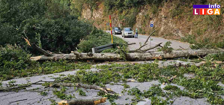 IL-Drvo-na-putu-1 Drvo na putu - vozači oprezno