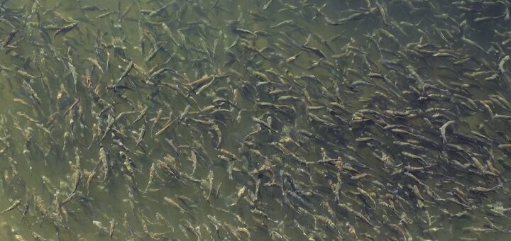 IL-Ribnjak-Graovac Iz ribnjaka na kućnu adresu – poručite svežu pastrmku za predstojeće praznike