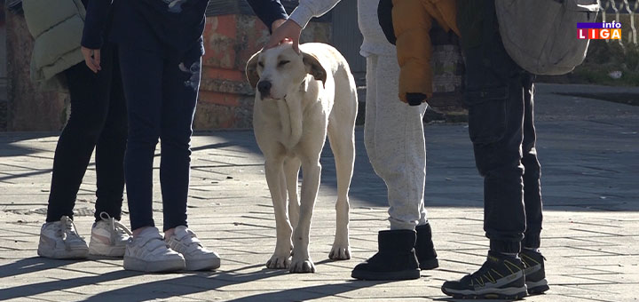 IL-psi-lutalice Obaveštenje: Učestale akcije humanog hvatanja napuštenih i izgubljenih pasa u Ivanjici