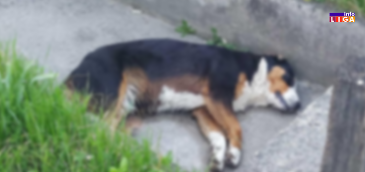 IL-Kucici-trovanje Otrovi pored igrališta, škole i vrtića: Ko ubija pse i mačke u Bukovici