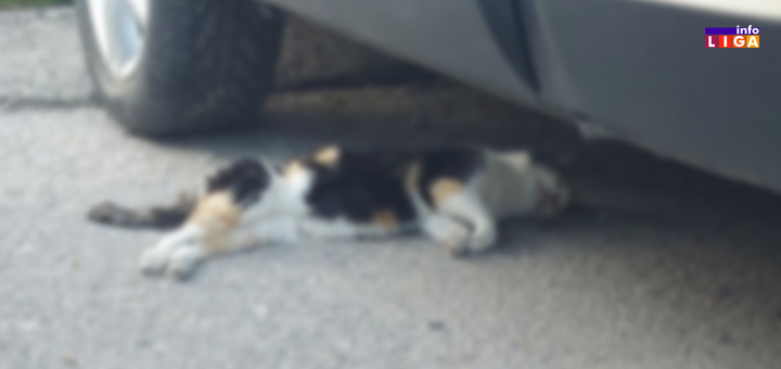 IL-Trovanje-pasa- Otrovi pored igrališta, škole i vrtića: Ko ubija pse i mačke u Bukovici