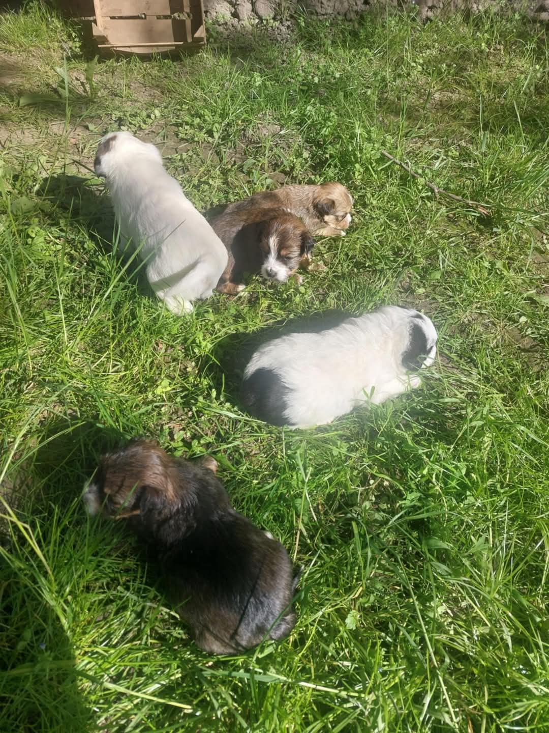 2-psi Trovanje pasa u Prilikama: Meštani u strahu za decu i kućne ljubimce