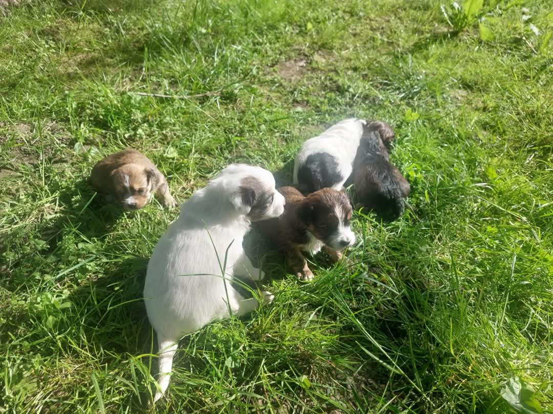 3-psi Trovanje pasa u Prilikama: Meštani u strahu za decu i kućne ljubimce