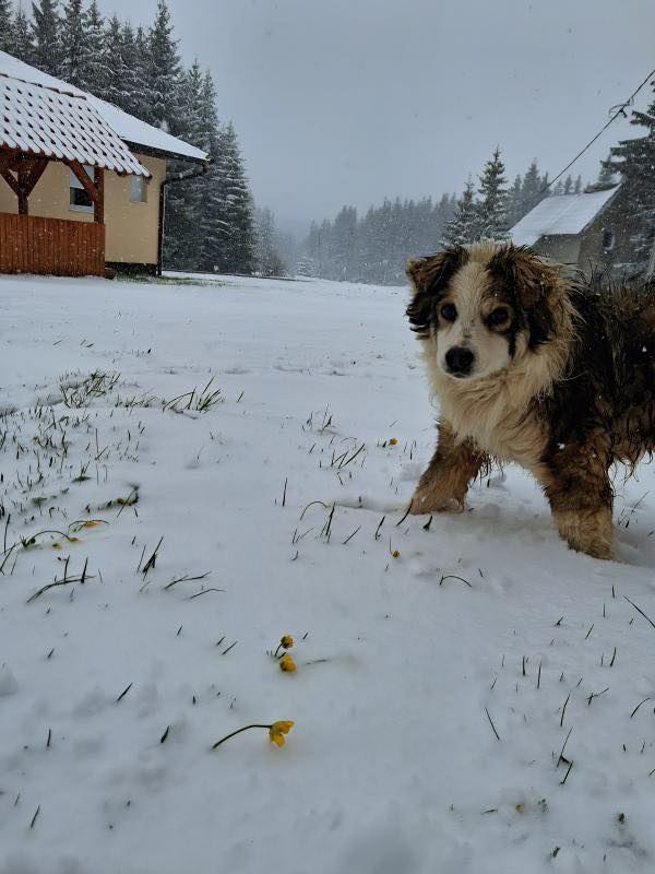 7077bf06-8223-456d-95bb-36340d3bfcdc Sneg zabeleo Goliju usred maja (FOTO)