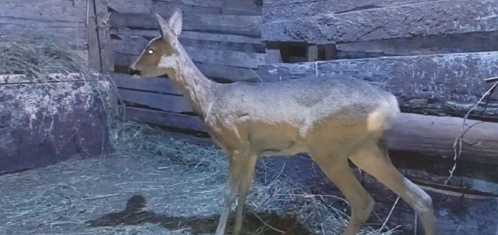 IL-Lane-1 Dečak iz Močioca naišao na sveže tragove medveda