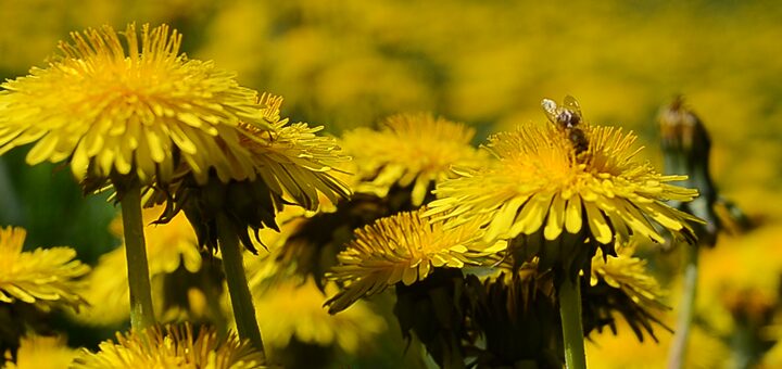 IL-Pcele-naslovna Ako nestanu pčele, nestaćemo i mi (VIDEO)