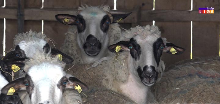 IL-ovce Stočari zabrinuti, inspekcija na terenu (VIDEO)