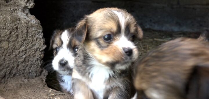 IL-trovanje-pasa Otrovi pored škola i parka: Deca u opasnosti, psi umiru – Ivanjici hitno treba prihvatilište! (VIDEO)