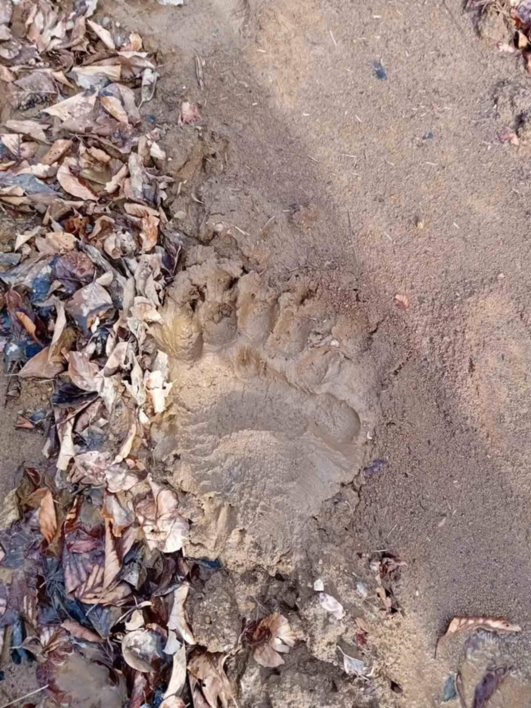 meda-1 Dečak iz Močioca naišao na sveže tragove medveda