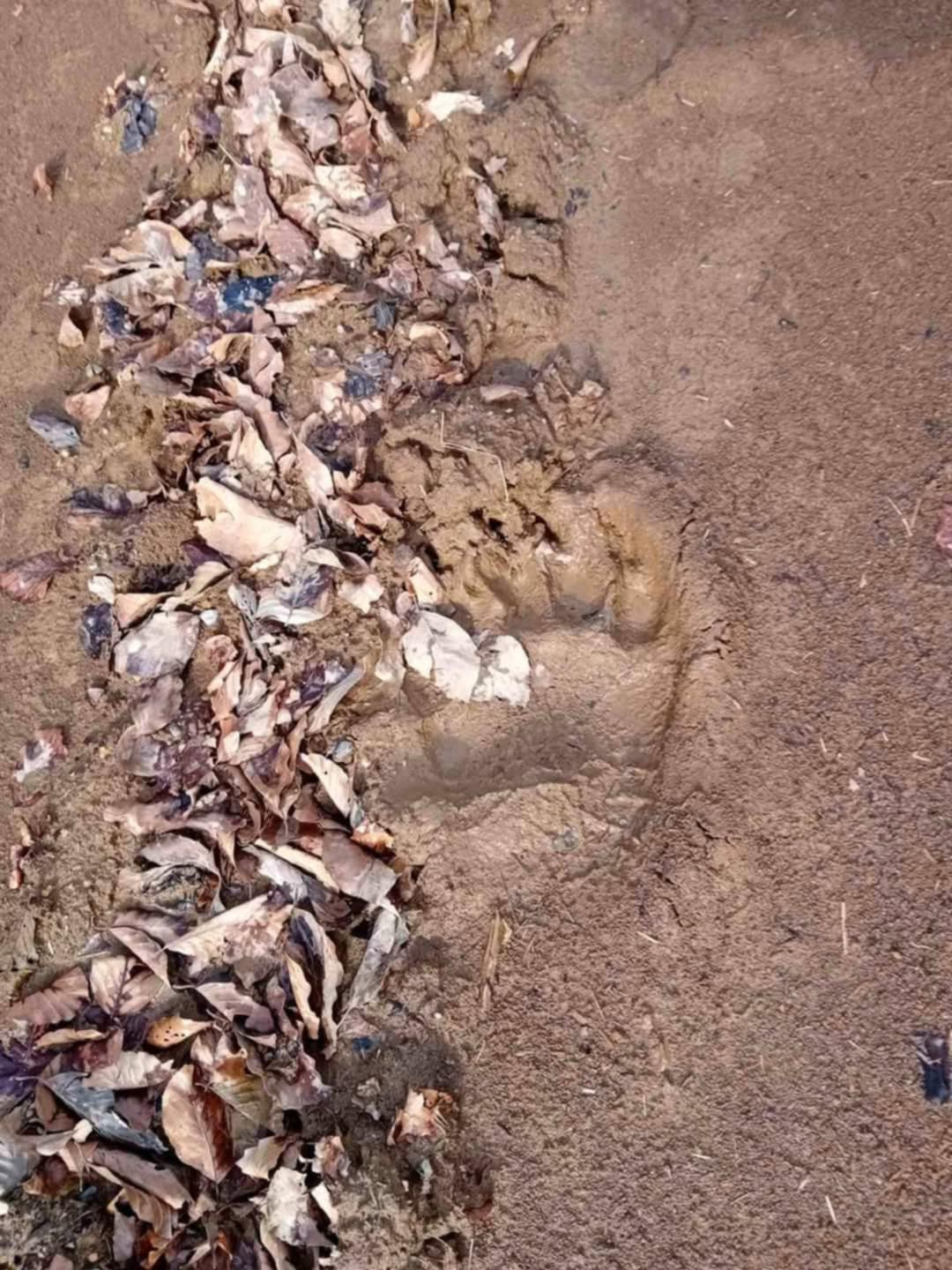 meda-2 Dečak iz Močioca naišao na sveže tragove medveda