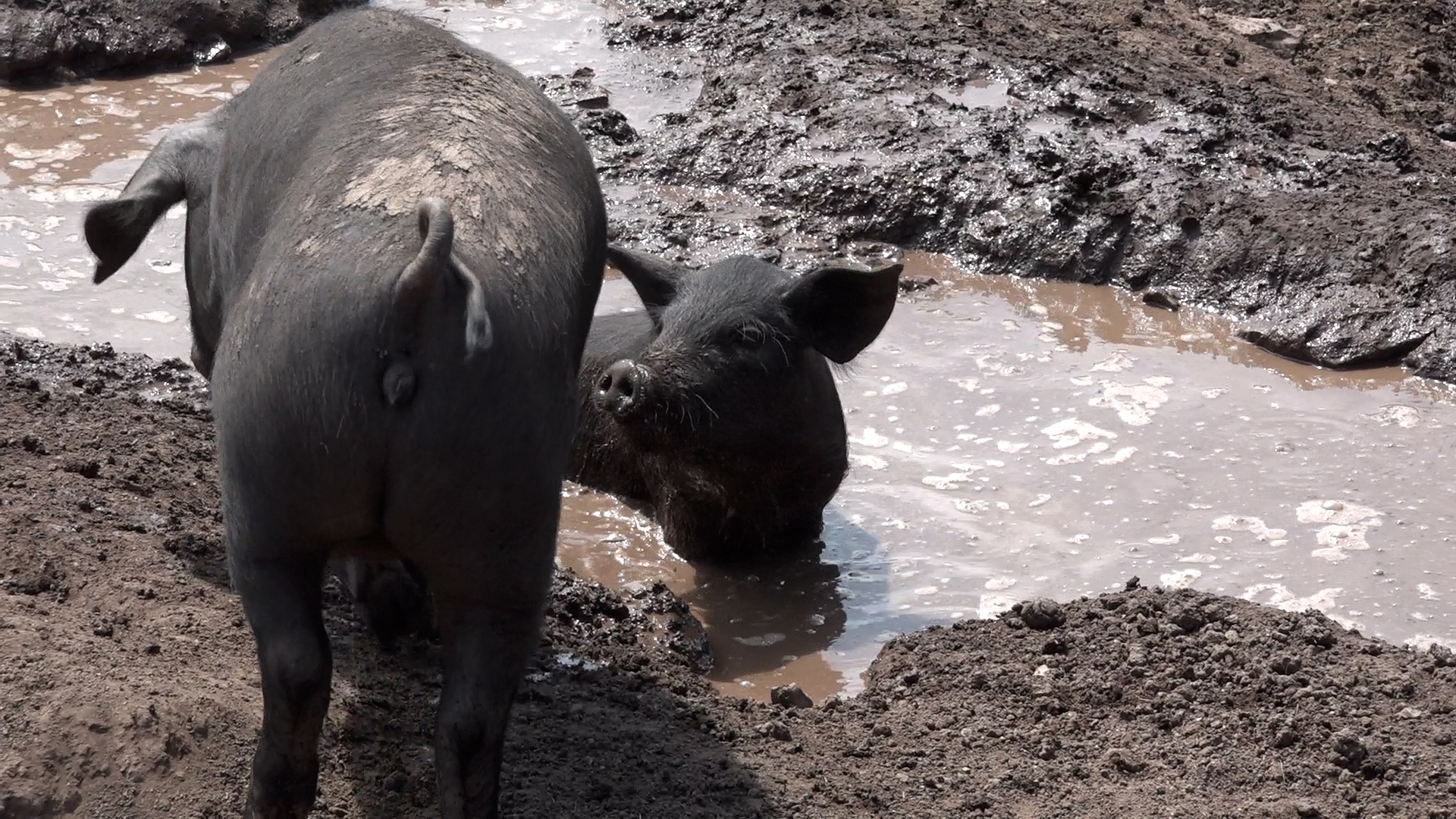 01649.MTS_.00_00_08_30.Still001 Goran iz Brezovica napravio uspešnu priču od Moravki i porodičnog rada (VIDEO)