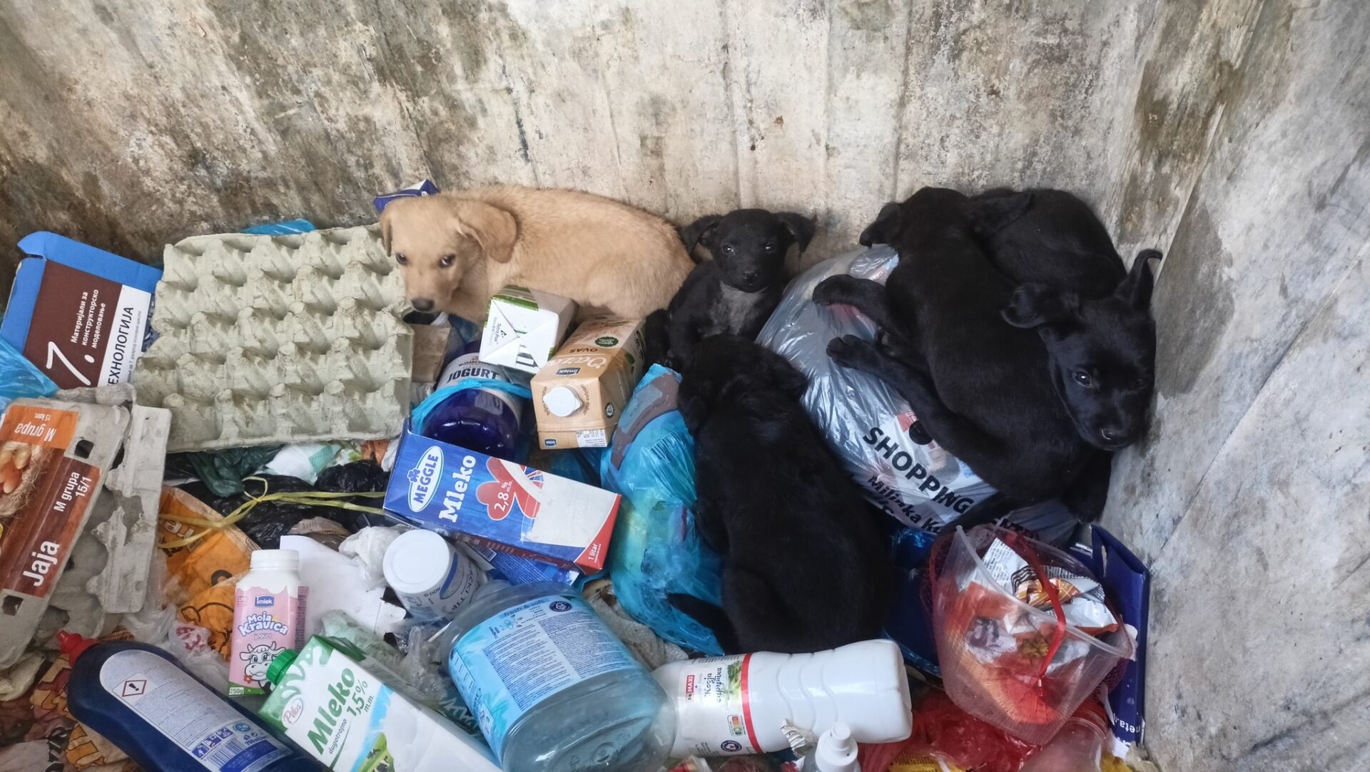 518334180_749091704281496_3640078362140800726_n NEPRIHVATLJIVO: Štenci ubačeni u kontejner u Karađorđevoj ulici!