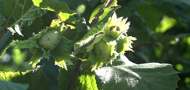 IL-Lesnik-Ivanjica Zoran se vratio u Ivanjicu i zasadio 1.200 stabala lešnika – sada planira izvoz u Austriju (VIDEO)