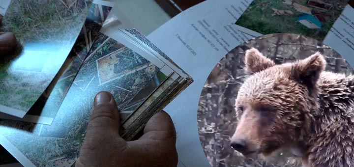 IL-Stete-mecke-pcelinjaci- Umesto kućnog ljubimca – mečka pred pragom (VIDEO)