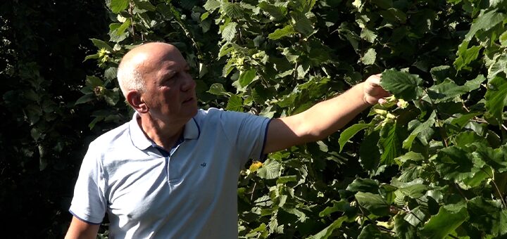 IL-Zoran-pantovic-lesnik Zoran se vratio u Ivanjicu i zasadio 1.200 stabala lešnika – sada planira izvoz u Austriju (VIDEO)