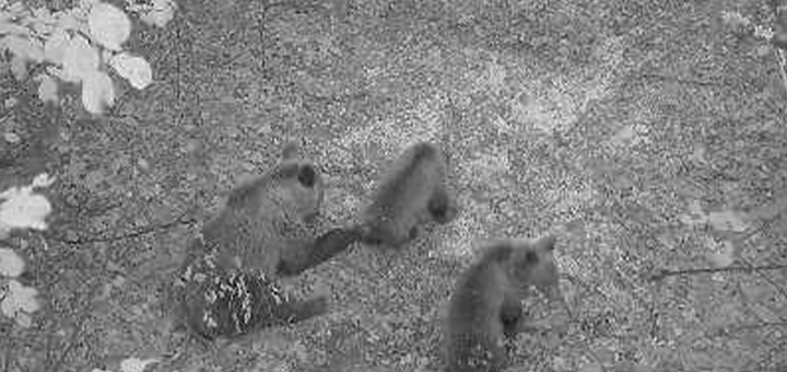 IL-medved-i-dva-mecica Medvedica sa dva mečeta šetala Rzinjem: sve bliže gradu, sve dalje od straha (FOTO)