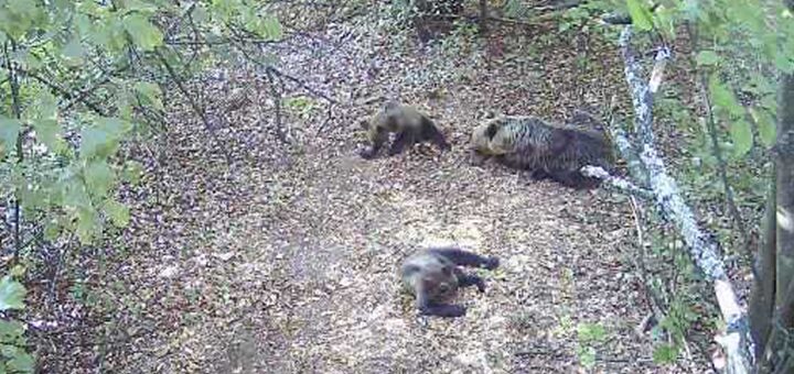 Untitled-3 Medvedica sa dva mečeta šetala Rzinjem: sve bliže gradu, sve dalje od straha (FOTO)