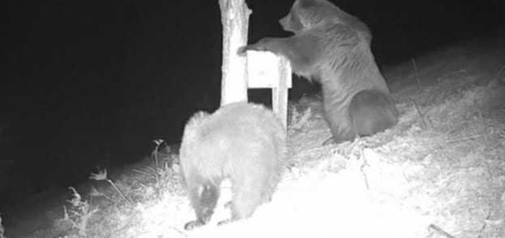 IL-Mecke-Erecege-1 Mečka ponovo uništila šljivik Milenka Spasovića u selu Ercege