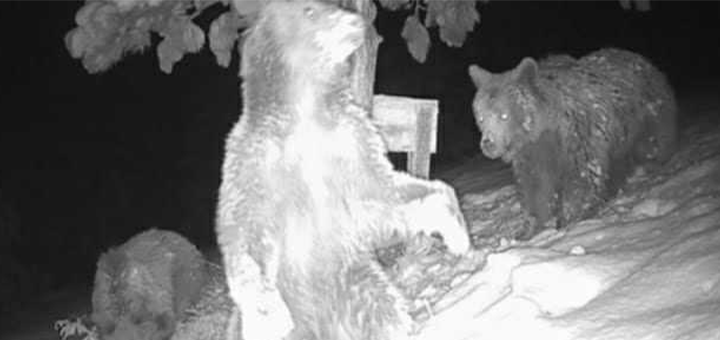 IL-Mecke-Erecege Mečka ponovo uništila šljivik Milenka Spasovića u selu Ercege