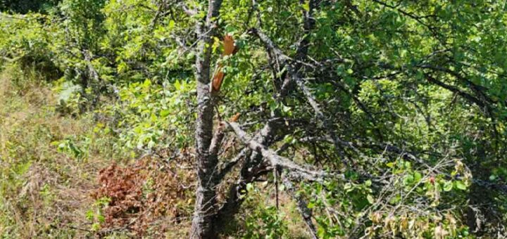 IL-Polomila-sljive-1 Mečka ponovo uništila šljivik Milenka Spasovića u selu Ercege