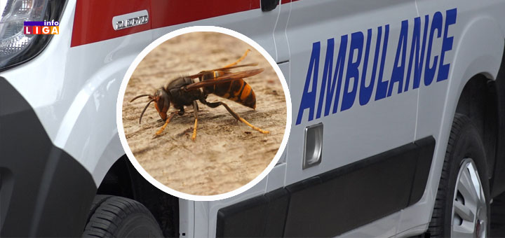 IL-hitna-strsljen Stršljenovi divljaju: Čovek preživeo čak 50 uboda – oprez, iritira ih i parfem!