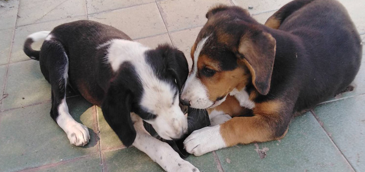 IL-Kucici-1 Ne postoje lutalice – postoje neodgovorni ljudi: Kazne stižu