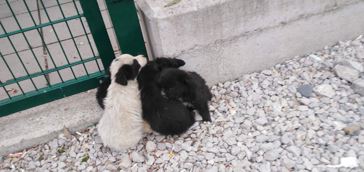 IL-Kucici-2 Ne postoje lutalice – postoje neodgovorni ljudi: Kazne stižu