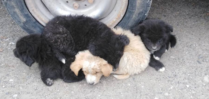 IL-Kucici-5 Ne postoje lutalice – postoje neodgovorni ljudi: Kazne stižu