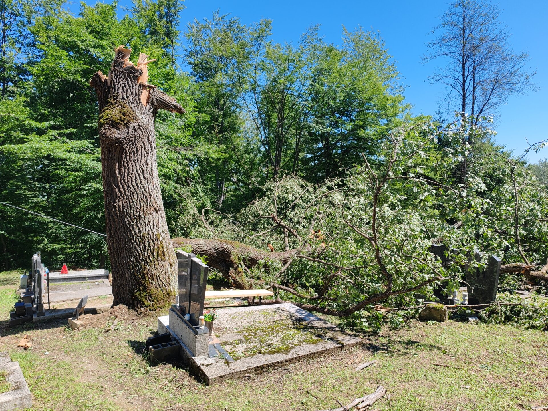 IMG_20240617_110136 Zaštita nasleđa i bezbednosti: na Palibačkom groblju biće posađeni novi hrastovi