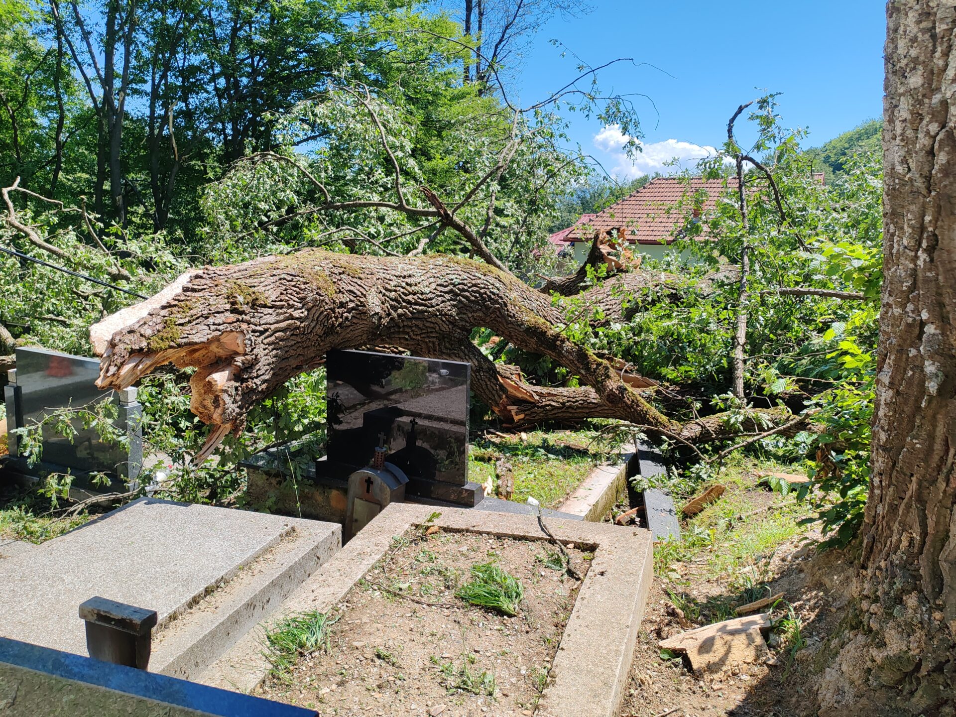 IMG_20240617_110152 Zaštita nasleđa i bezbednosti: na Palibačkom groblju biće posađeni novi hrastovi