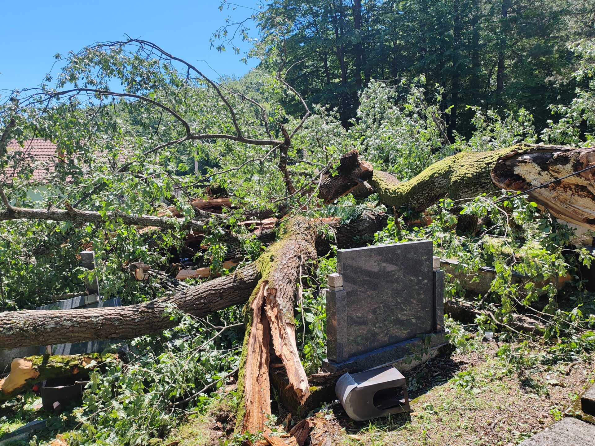 IMG_20240617_110213 Zaštita nasleđa i bezbednosti: na Palibačkom groblju biće posađeni novi hrastovi