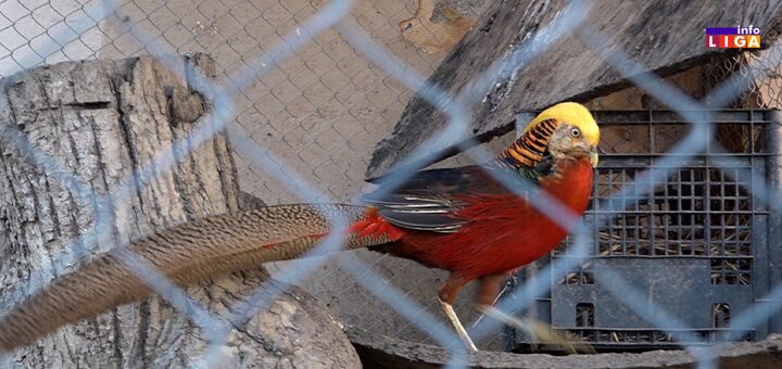 IL-Turica-Djordjevici-fazani Mali raj u kom svaka duša ima svoje mesto (VIDEO)