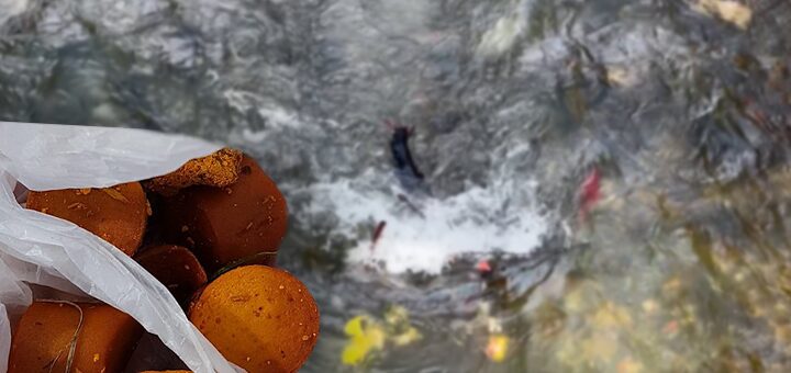 IL-Kreozan-Ivanjica-bacanje-mrtvi-psi-u-reci Kreozan u dvorištima, mrtvi psi u reci: Ozbiljna pretnja po zdravlje građana Ivanjice (VIDEO)